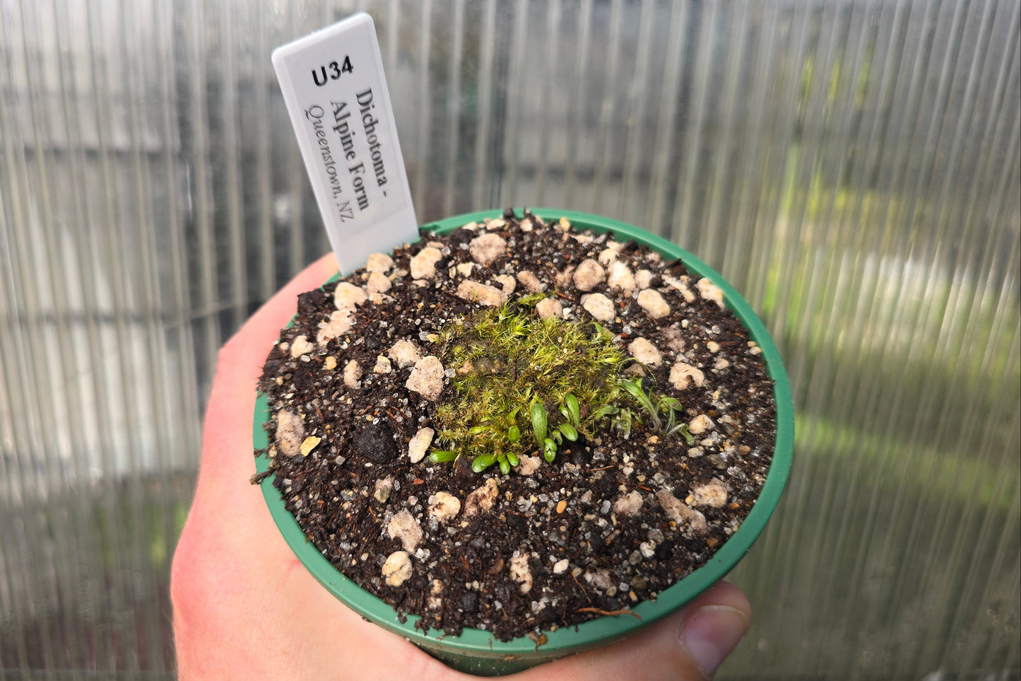 Utricularia dichotoma - Alpine Form (Queenstown, NZ) - Terrestrial Fairy Aprons Bladderwort