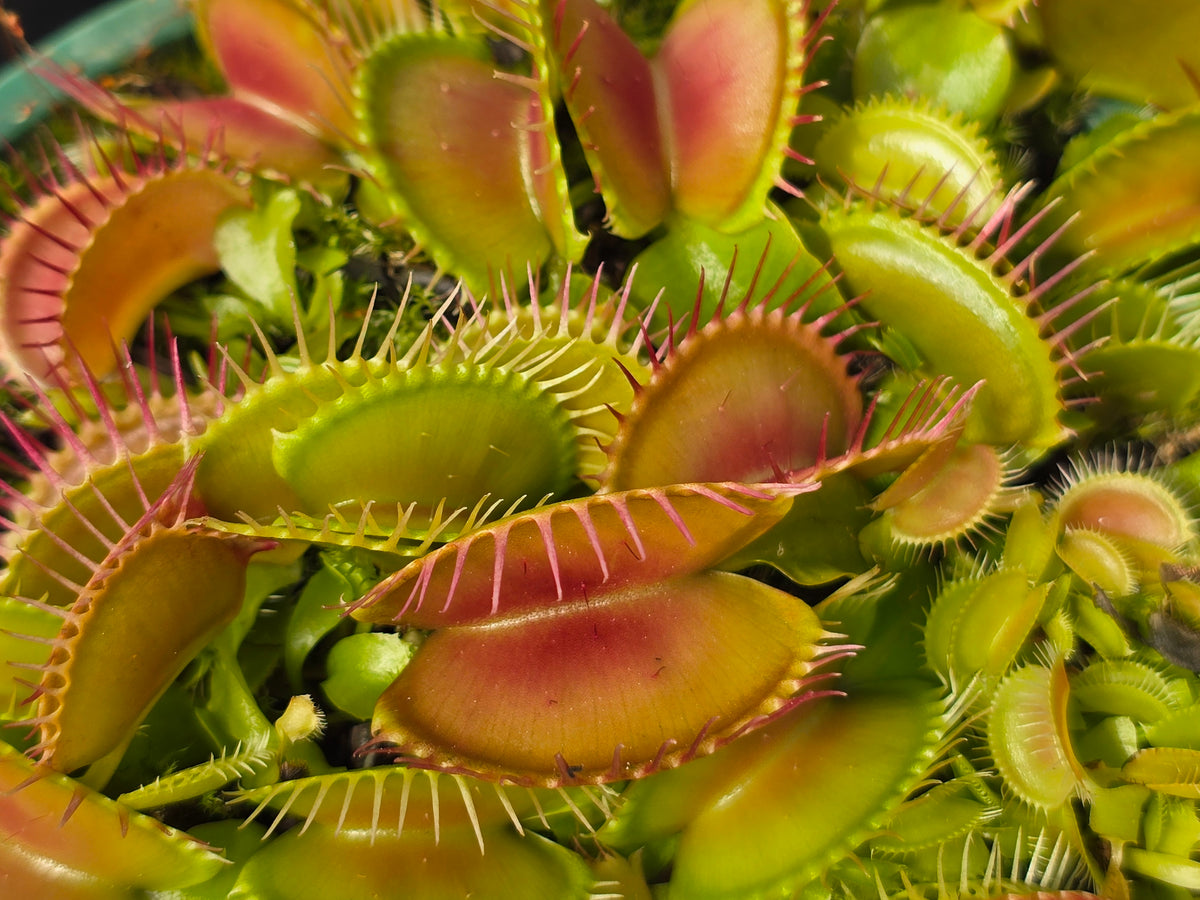 Dionaea muscipula 'SD Kronos' - Venus Fly Trap