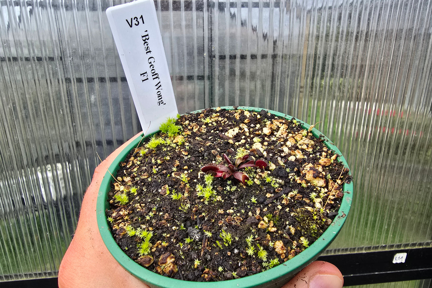 Dionaea muscipula 'Best Geoff Wong' F1 - Venus Fly Trap