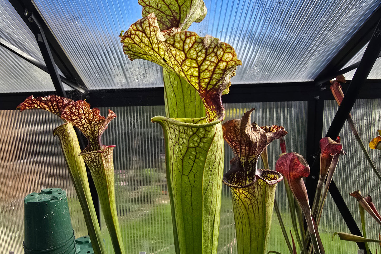 Sarracenia 'Moorei' - cv. 'Ngaire Gray' - Moore's American Pitcher Plant