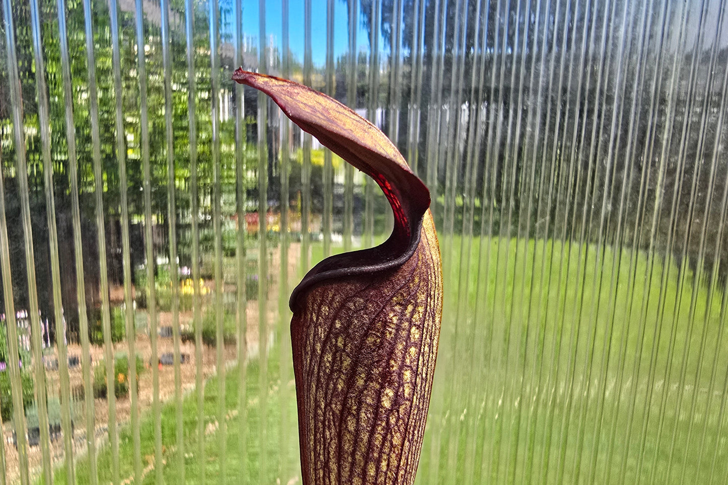Sarracenia alata var. nigropurpurea (Desoto, Michigan, USA) - American Pitcher Plant