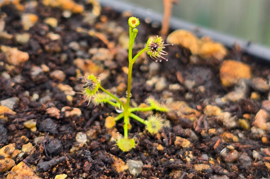 Drosera gunniana (Dubbo, New South Wales, Australia) - Tuberous Sundew