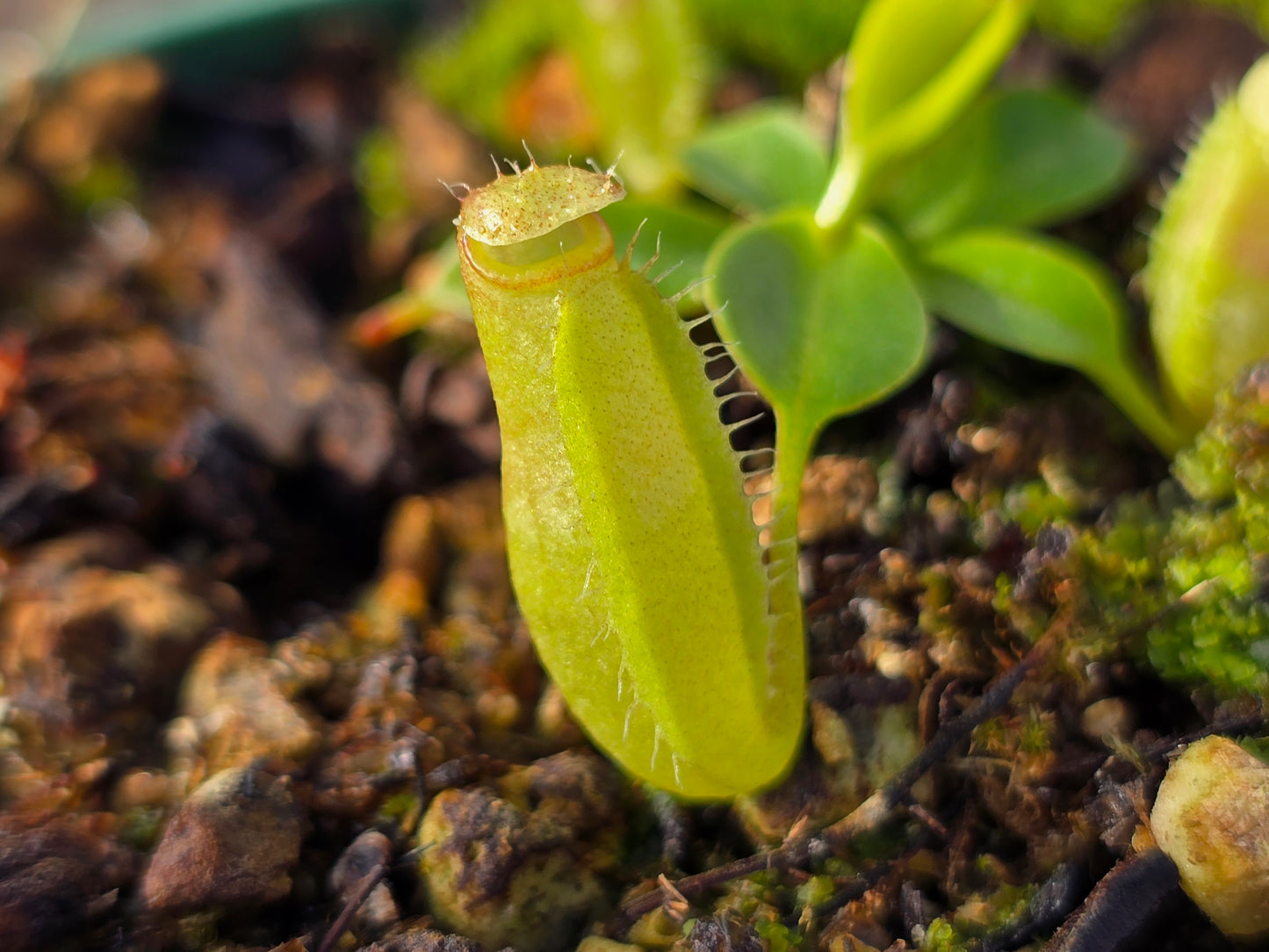 Nepenthes sibuyanensis x maxima  - Intermediate Tropical Pitcher Plant