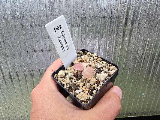 Pinguicula gigantea x laueana - Mexican Butterwort