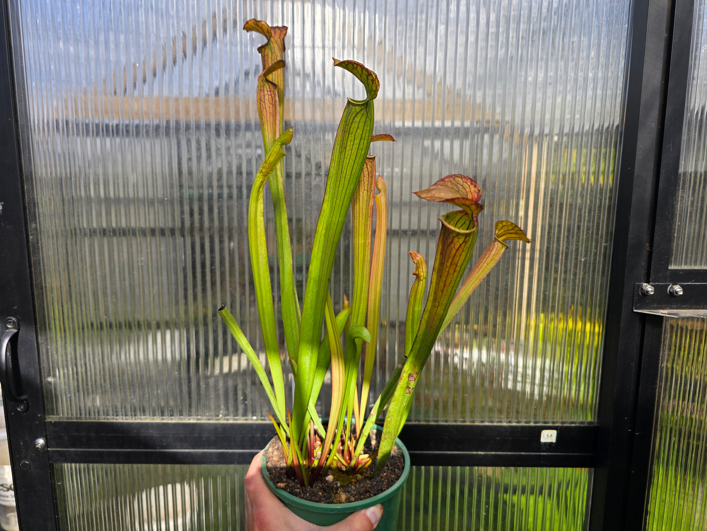Sarracenia alata var. cuprea x oreophila (Texas, USA) - American Pitcher Plant