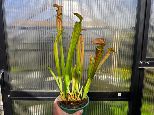 Sarracenia alata var. cuprea x oreophila (Texas, USA) - American Pitcher Plant