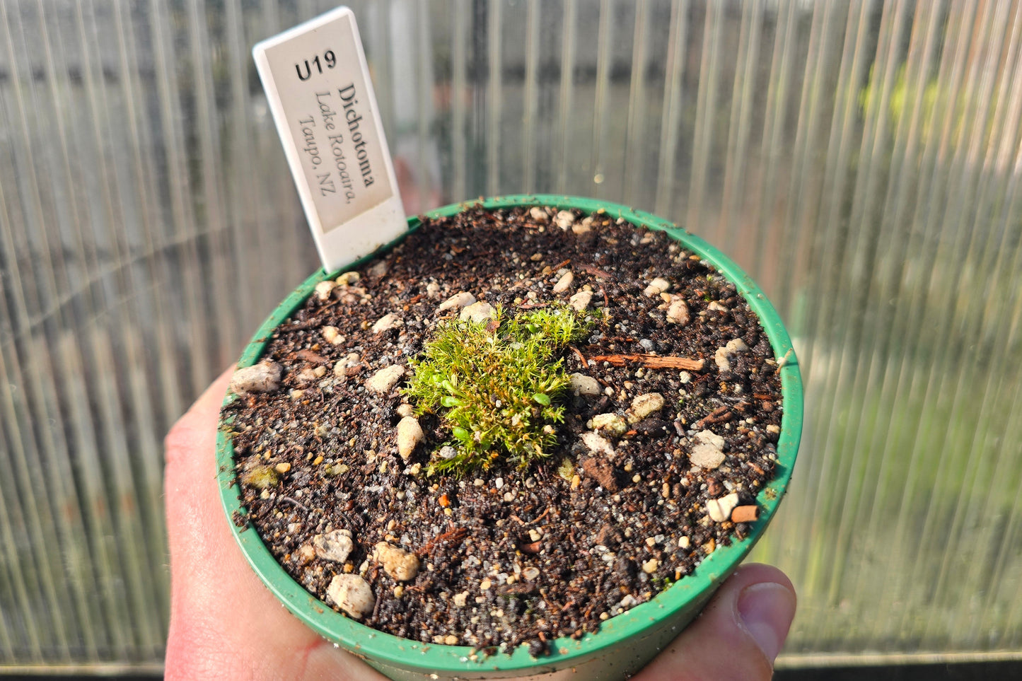 Utricularia dichotoma - Central N.I. Montane Form (Lake Rotoaira, Taupo, NZ) - Terrestrial Bladderwort