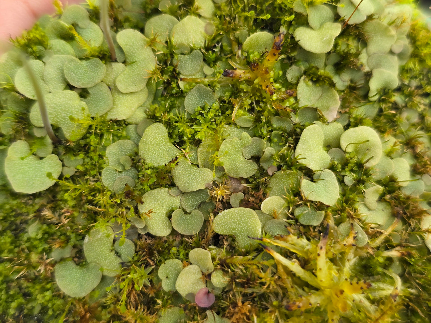 Utricularia nephrophylla - Tropical Bladderwort