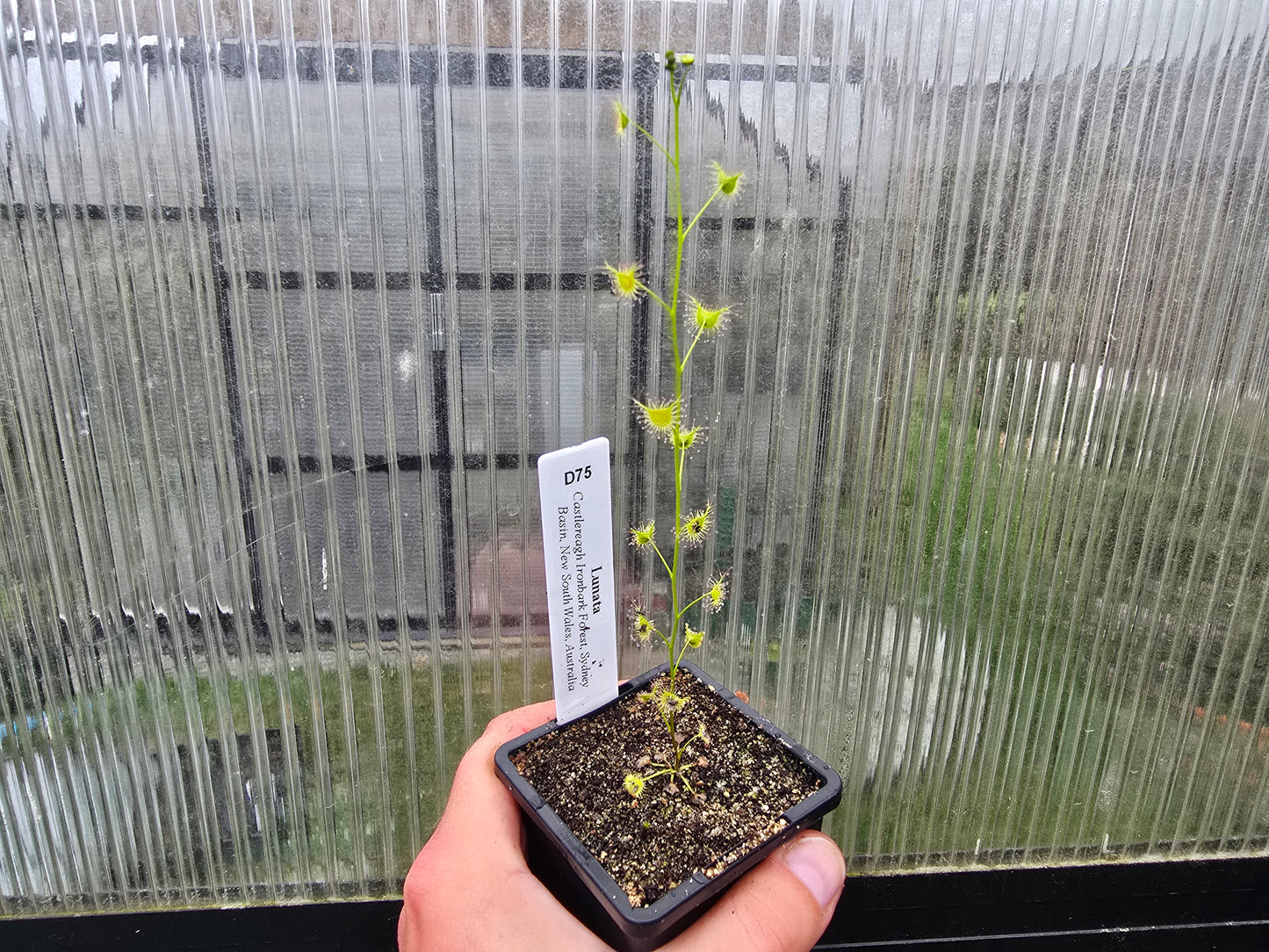 Drosera lunata (Castlereagh Ironbark Forest Sydney Basin, New South Wales, Australia) - Tuberous Sundew