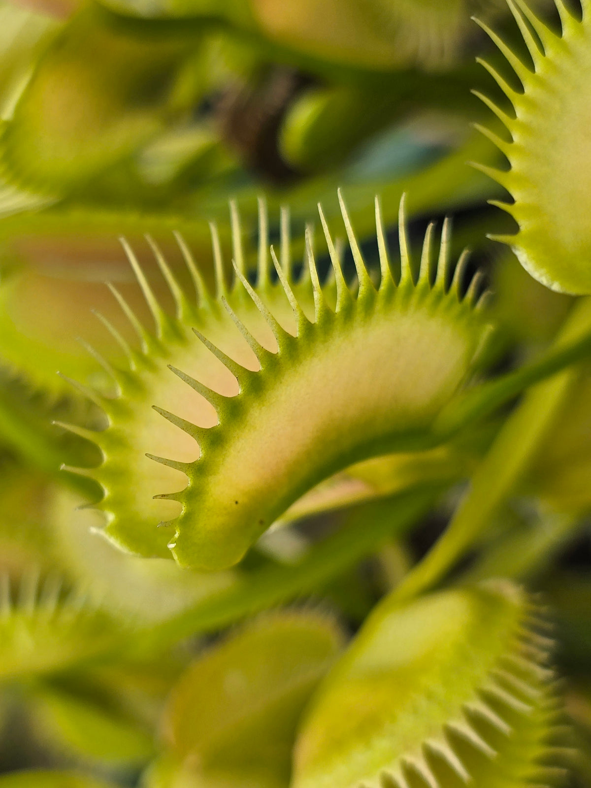 Dionaea muscipula 'Ghost' - Venus Fly Trap