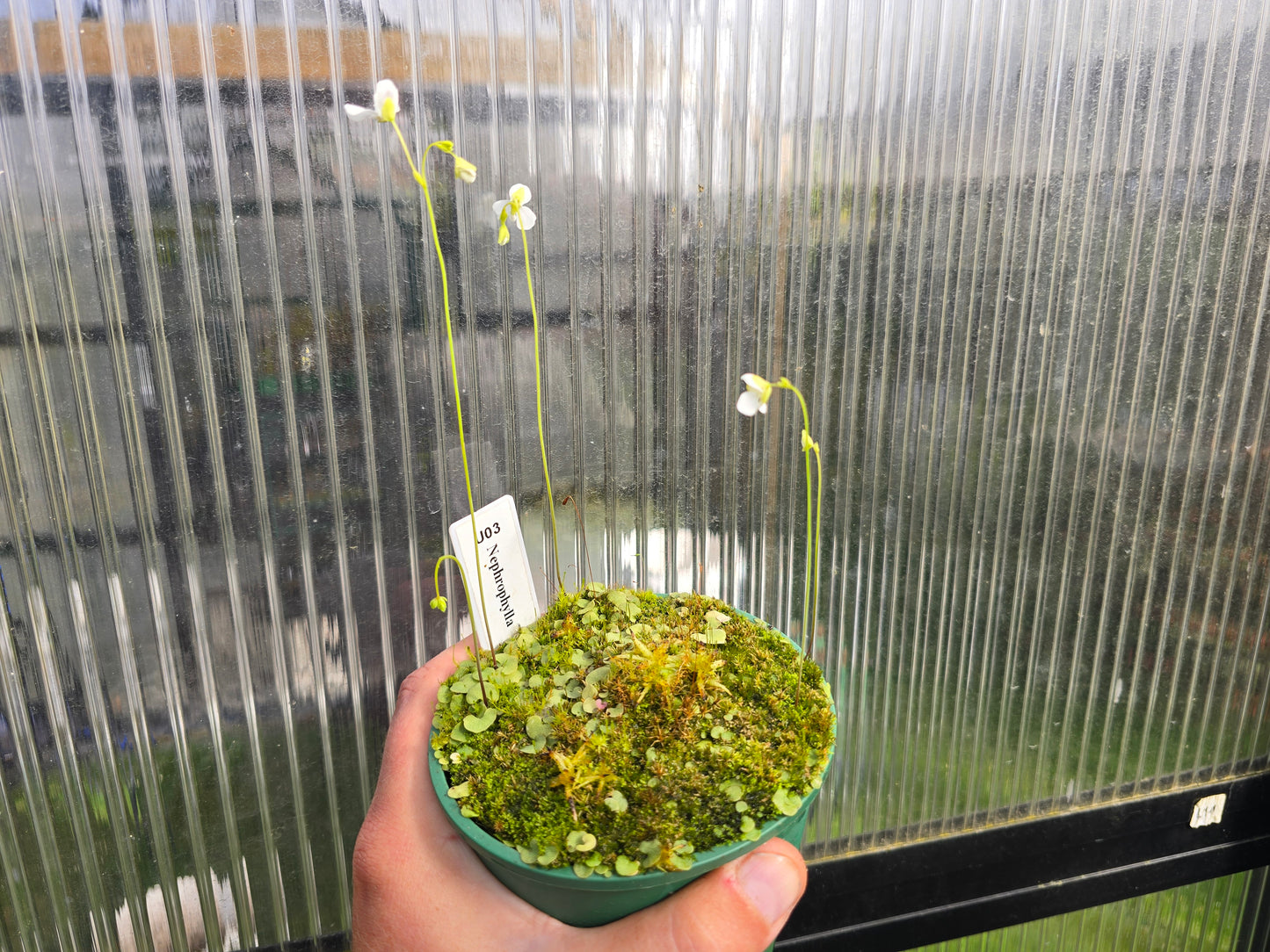 Utricularia nephrophylla - Tropical Bladderwort