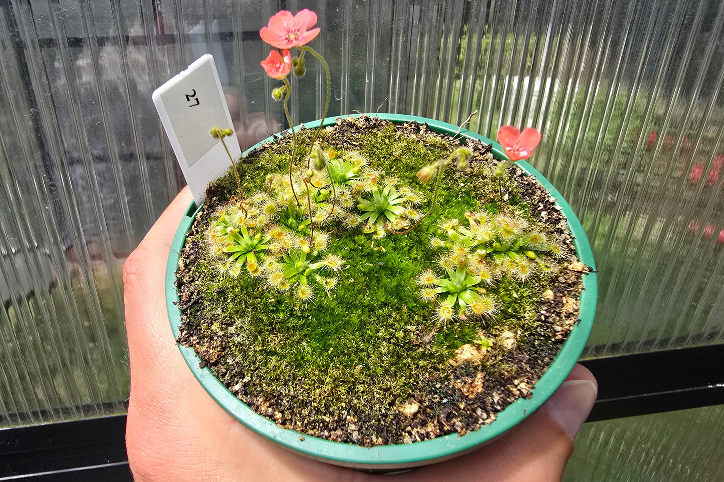 Drosera pulchella - Orange White Form - Pygmy Sundew