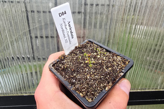 Drosera auriculata (Karikari Peninsula, Northland, NZ) - Tuberous Sundew