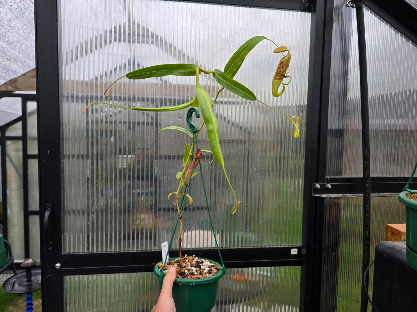 Nepenthes sanguinea - Intermediate Tropical Pitcher Plant