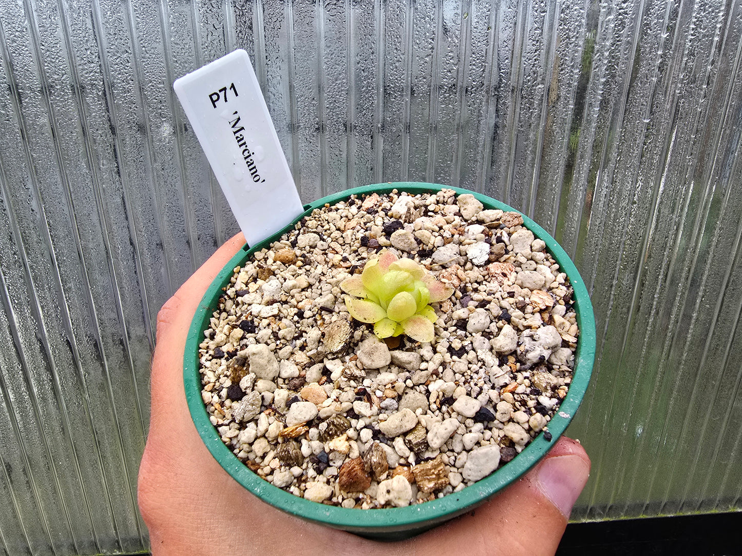 Pinguicula 'Marciano' - Mexican Butterwort
