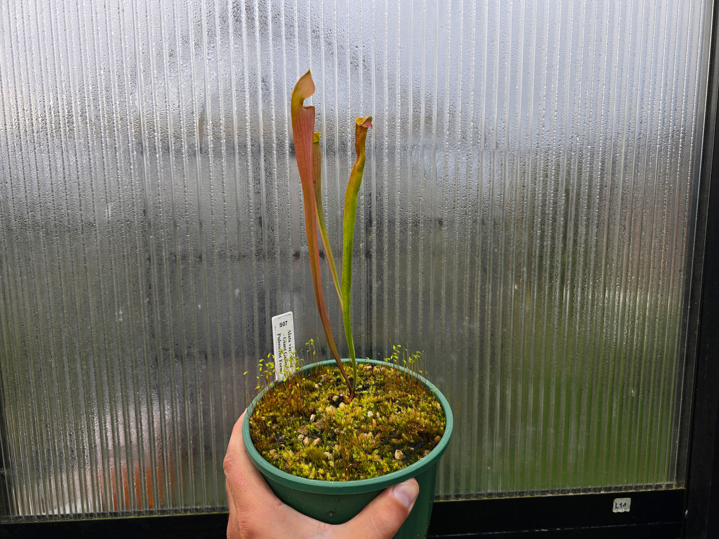 Sarracenia alata var. alata 'Giant Green Pubescent Form' (Loc Whites Crossing, Stone County, Mississippi, USA) - American Pitcher Plant