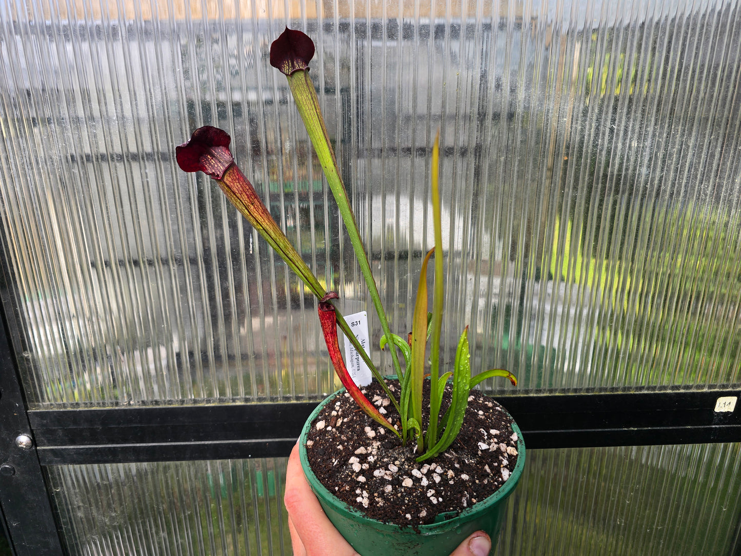 Sarracenia alata var. nigropurpurea (Desoto, Michigan, USA) - American Pitcher Plant