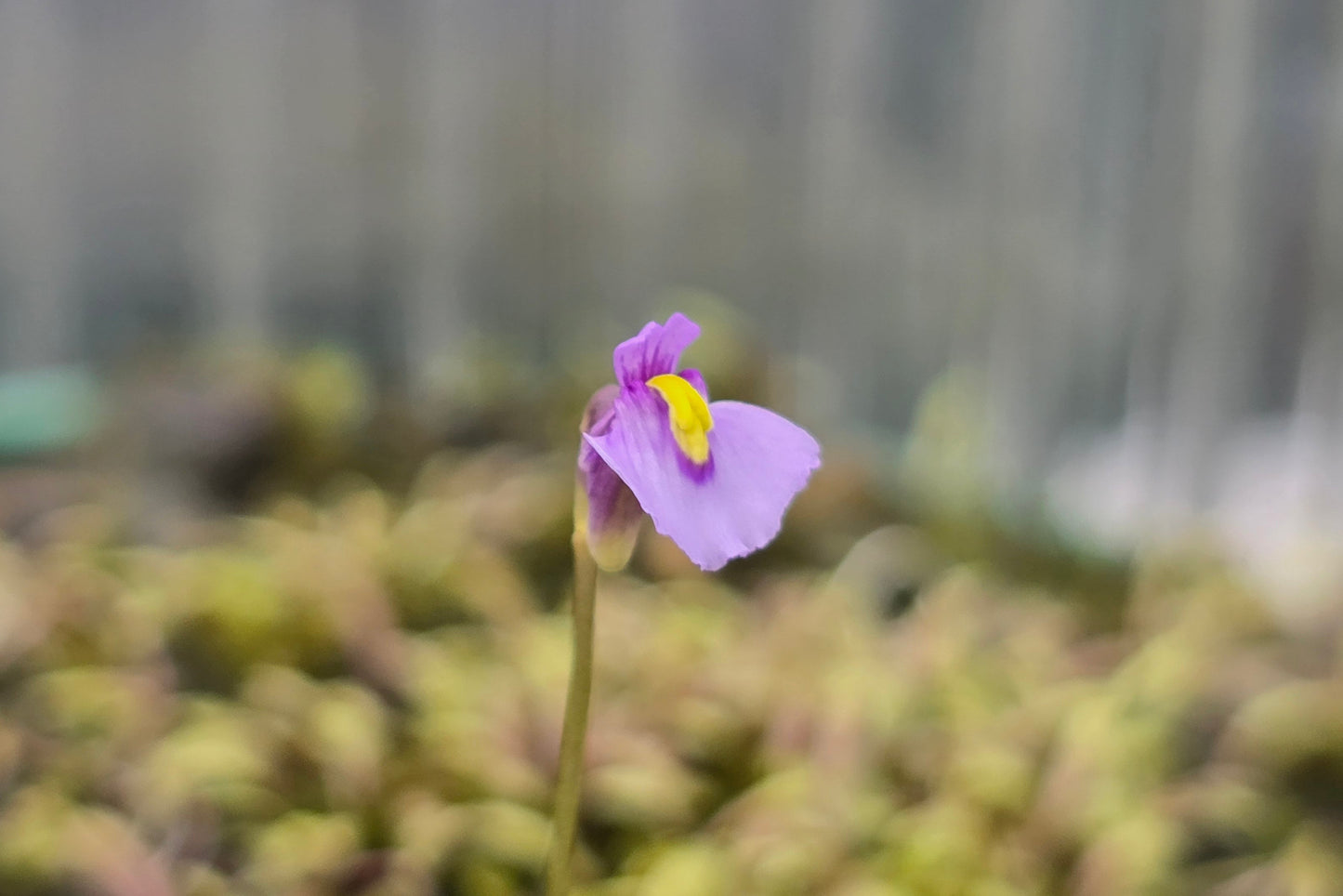 Utricularia dichotoma - S.I. West Coast Form (Harewood, Christchurch, NZ) - Terrestrial Fairy Aprons Bladderwort