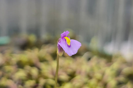 Utricularia dichotoma - S.I. West Coast Form (Harewood, Christchurch, NZ) - Terrestrial Fairy Aprons Bladderwort