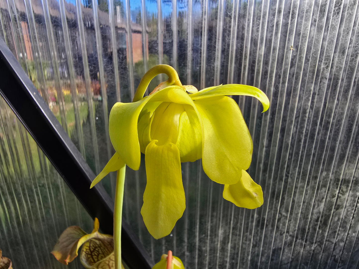 Sarracenia oreophila var. ornata (DeKalb County, Georgia, USA) - Green Pitcher Plant