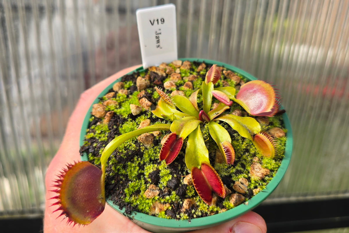 Dionaea muscipula 'Jaws' - Venus Fly Trap