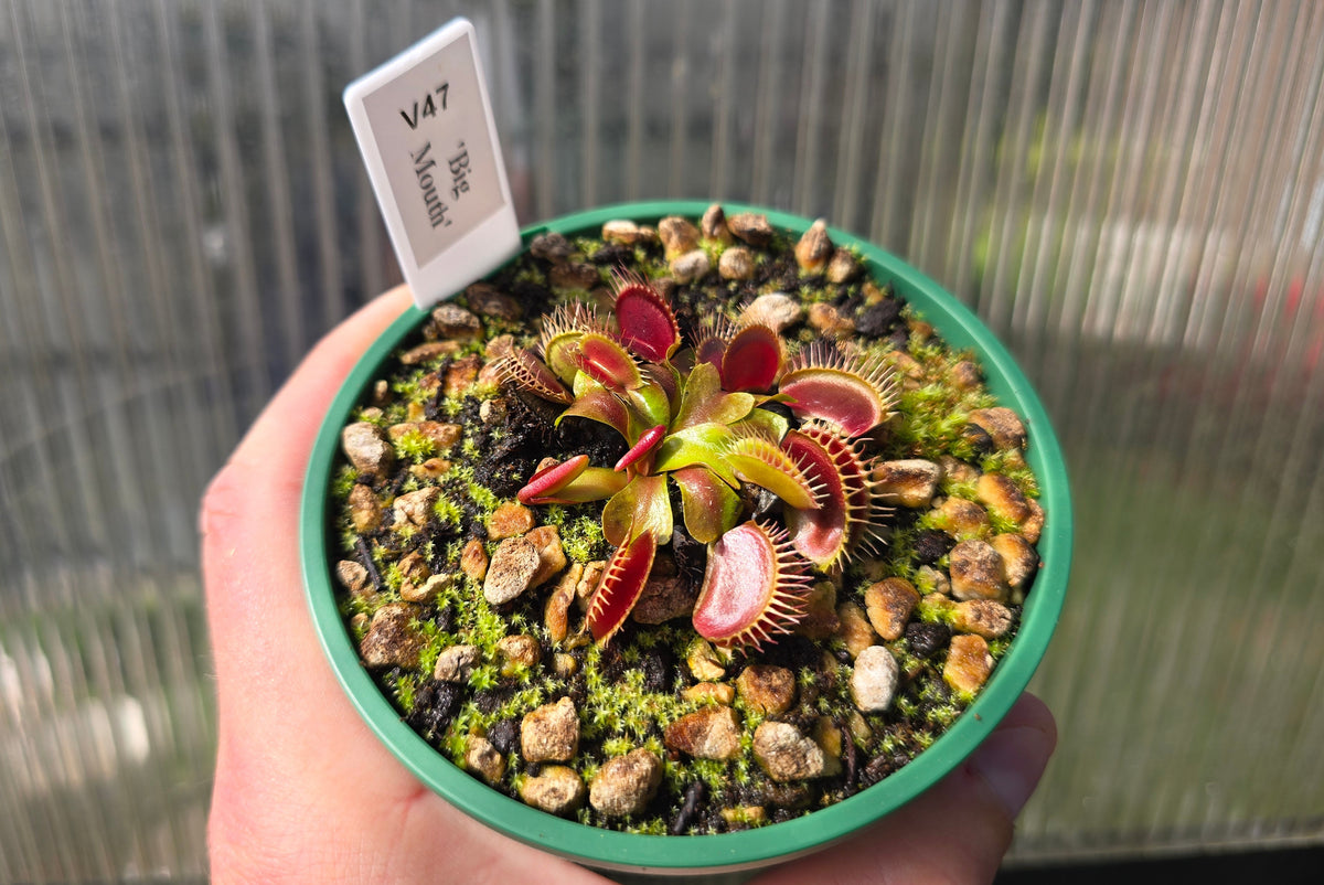 Dionaea muscipula 'Big Mouth' - Venus Fly Trap