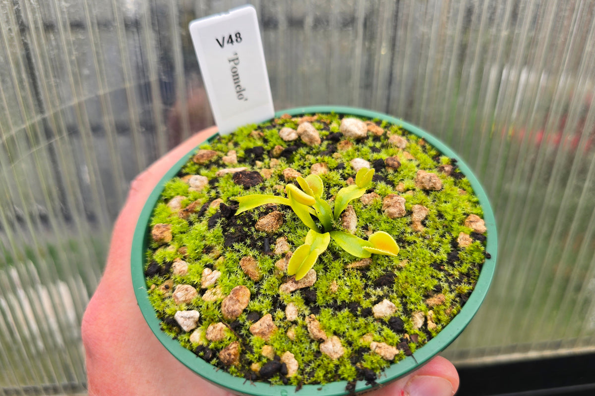 Dionaea muscipula 'Pomelo' - Venus Fly Trap