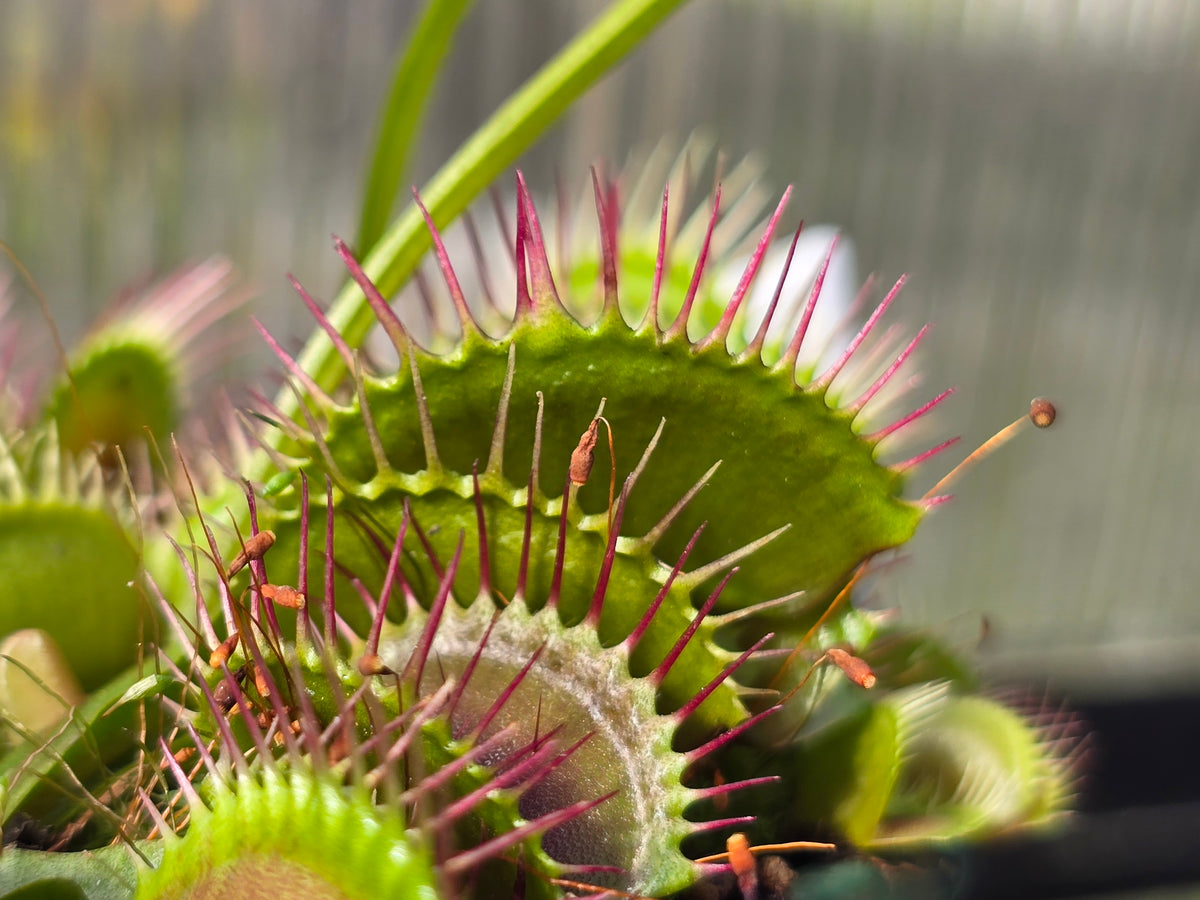 Dionaea muscipula 'DC XL’ - Venus Fly Trap