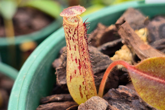 Nepenthes burbidgeae x fusca  - Intermediate Tropical Pitcher Plant