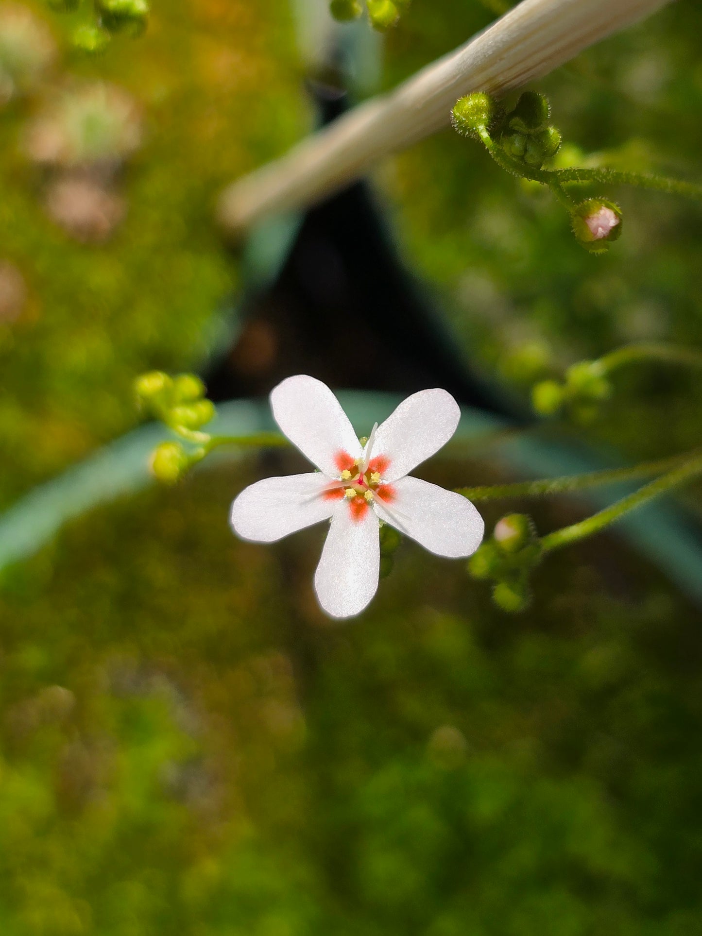 Drosera closterostigma - Pygmy Sundew