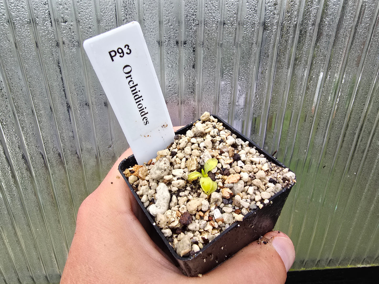 Pinguicula orchidioides - Mexican Butterwort