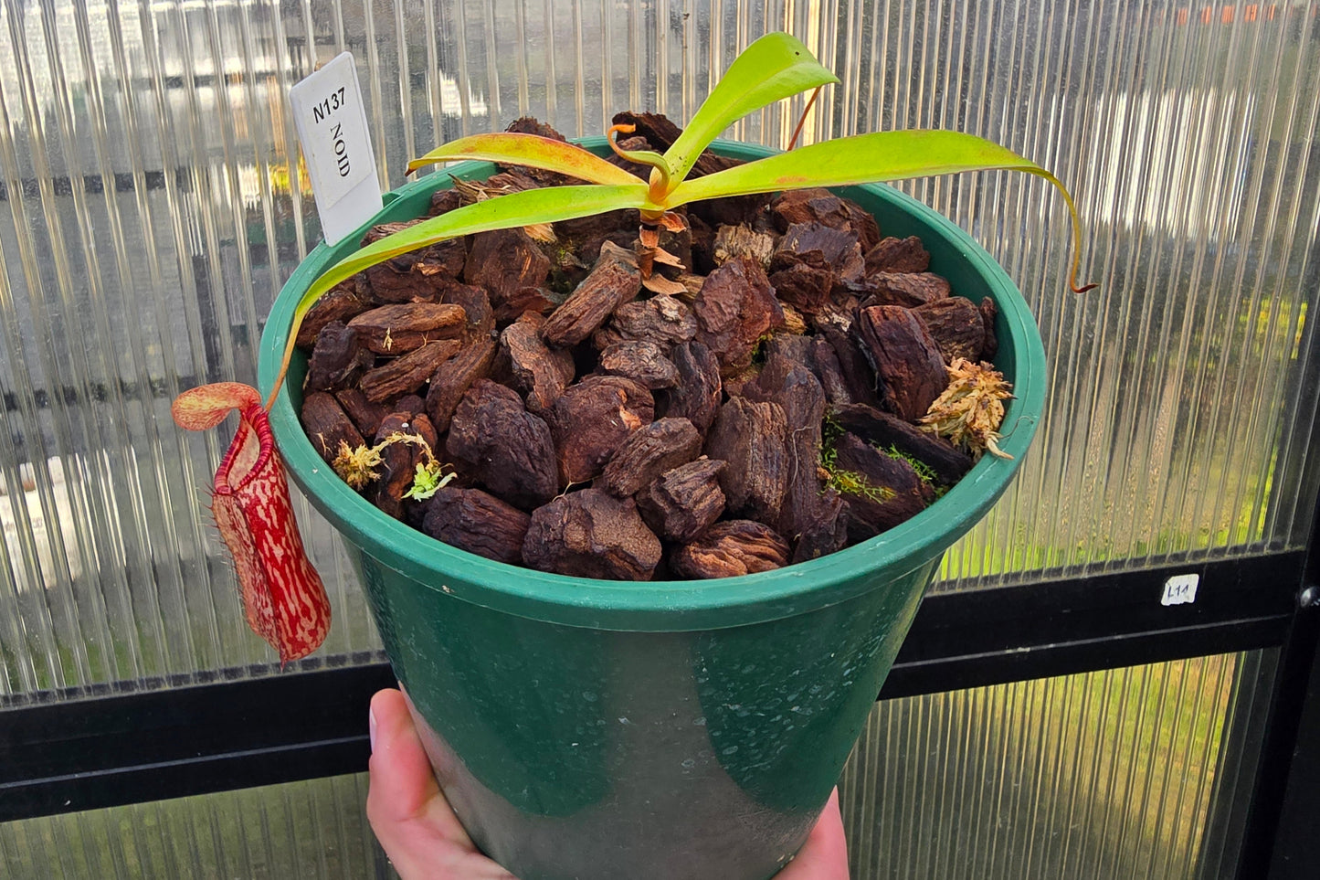 Nepenthes NOID - Intermediate Tropical Pitcher Plant