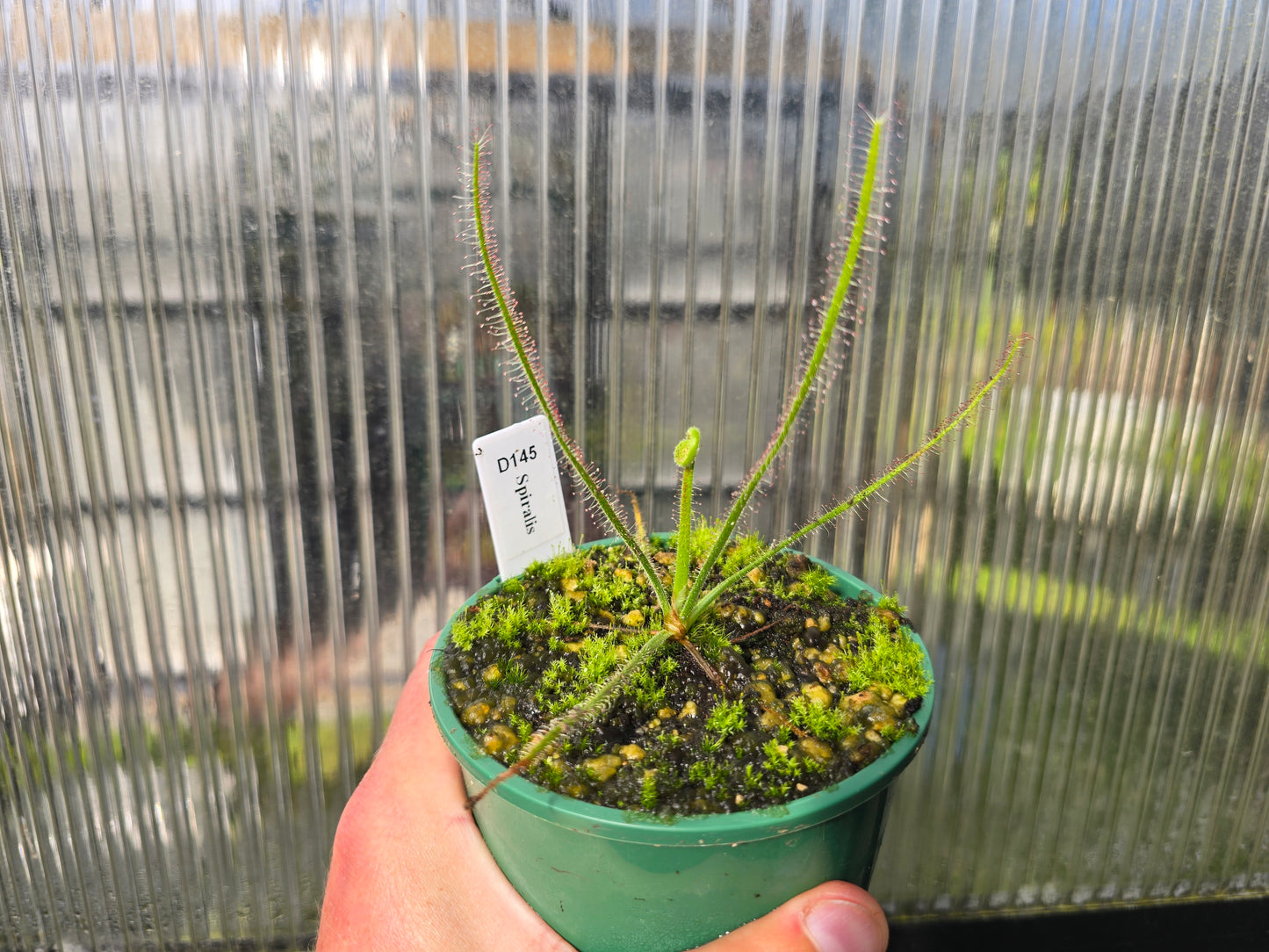 Drosera spiralis - Tropical Sundew