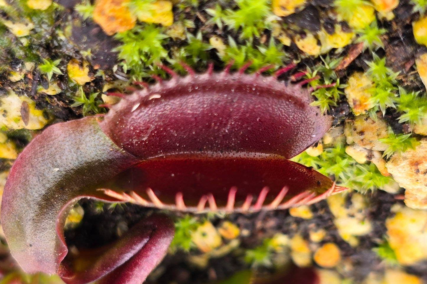 Dionaea muscipula 'Akai Ryu' "Red Dragon" - Venus Fly Trap
