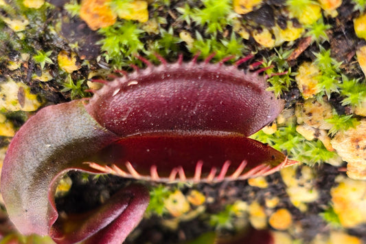 Dionaea muscipula 'Akai Ryu' "Red Dragon" - Venus Fly Trap