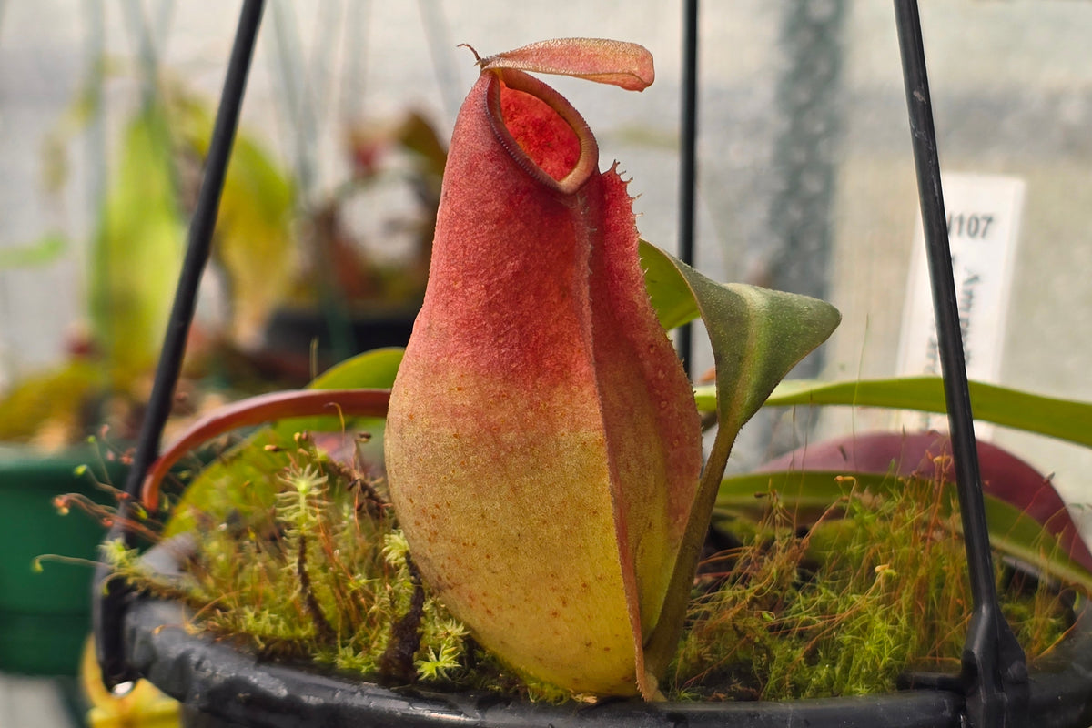 Nepenthes ampullaria x reinwardtiana - BE-3938 - Lowland Tropical Pitcher Plant
