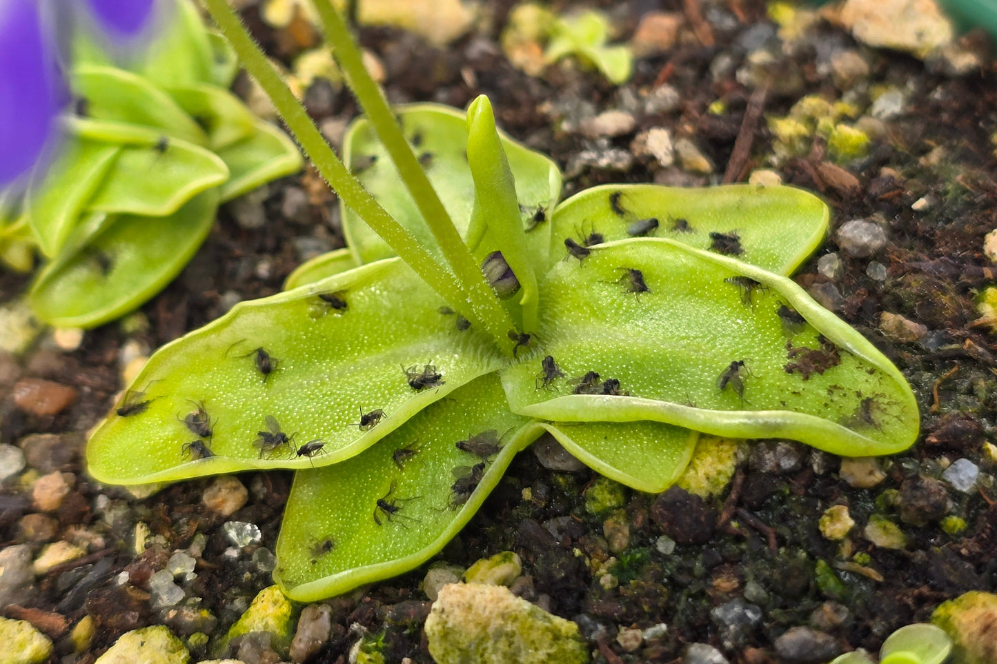 Pinguicula longifolia ssp. caussensis (Massif Centra, France) - Cold Temperate Long-Leafed Butterwort