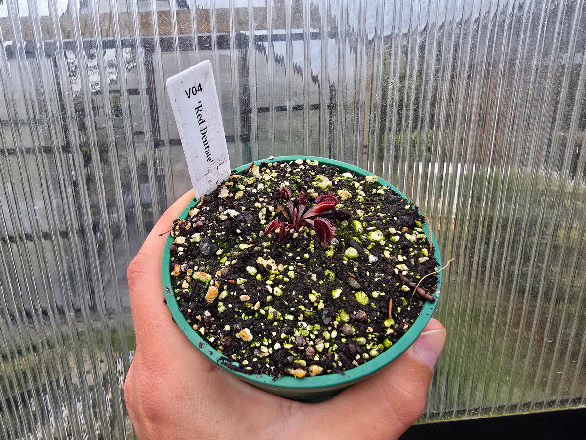 Dionaea muscipula 'Red Dentate' - Venus Fly Trap