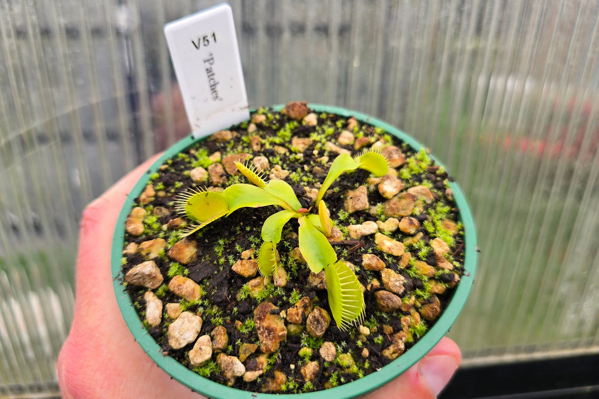 Dionaea muscipula 'Patches' - Venus Fly Trap