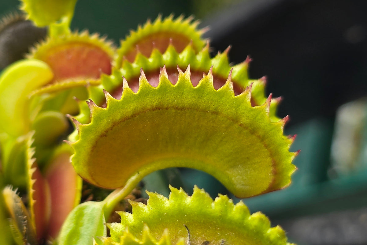 Dionaea muscipula 'Dracula' - Venus Fly Trap