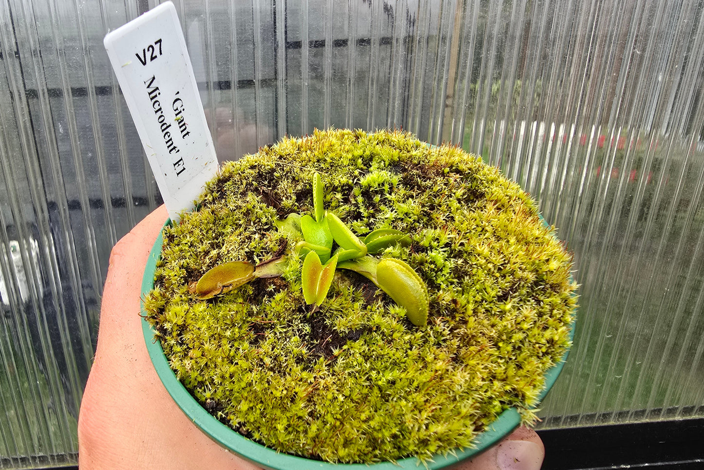 Dionaea muscipula 'Giant Microdent' F1 - Venus Fly Trap