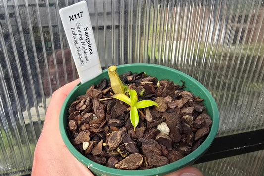 Nepenthes sanguinea (Genting Highlands, Malaysia) - Intermediate Tropical Pitcher Plant