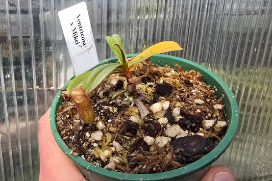 Nepenthes ventricosa x mikei - Highland Tropical Pitcher Plant