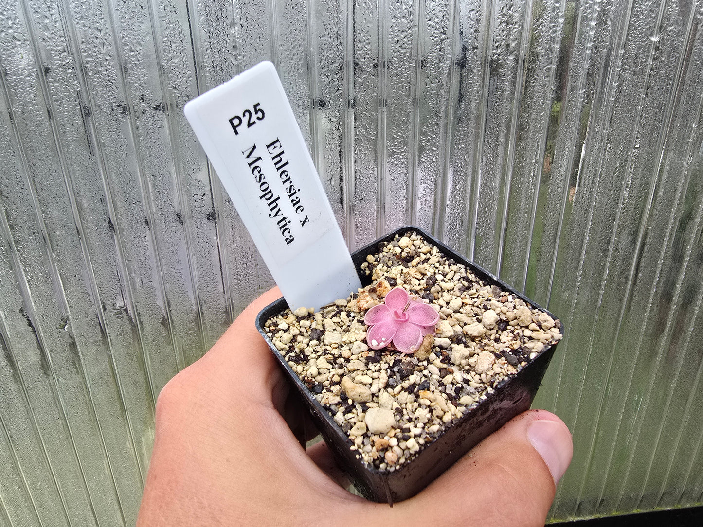 Pinguicula ehlersiae x mesophytica - Mexican Butterwort