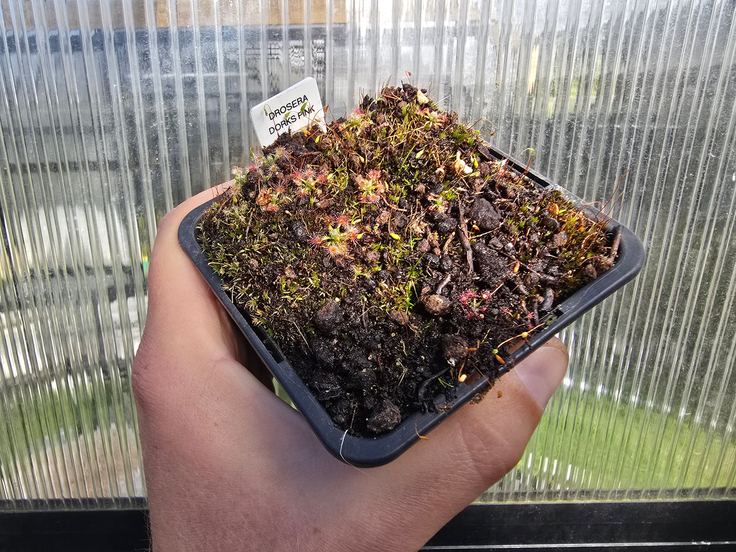 Drosera 'Dork's Pink' - Pygmy Sundew