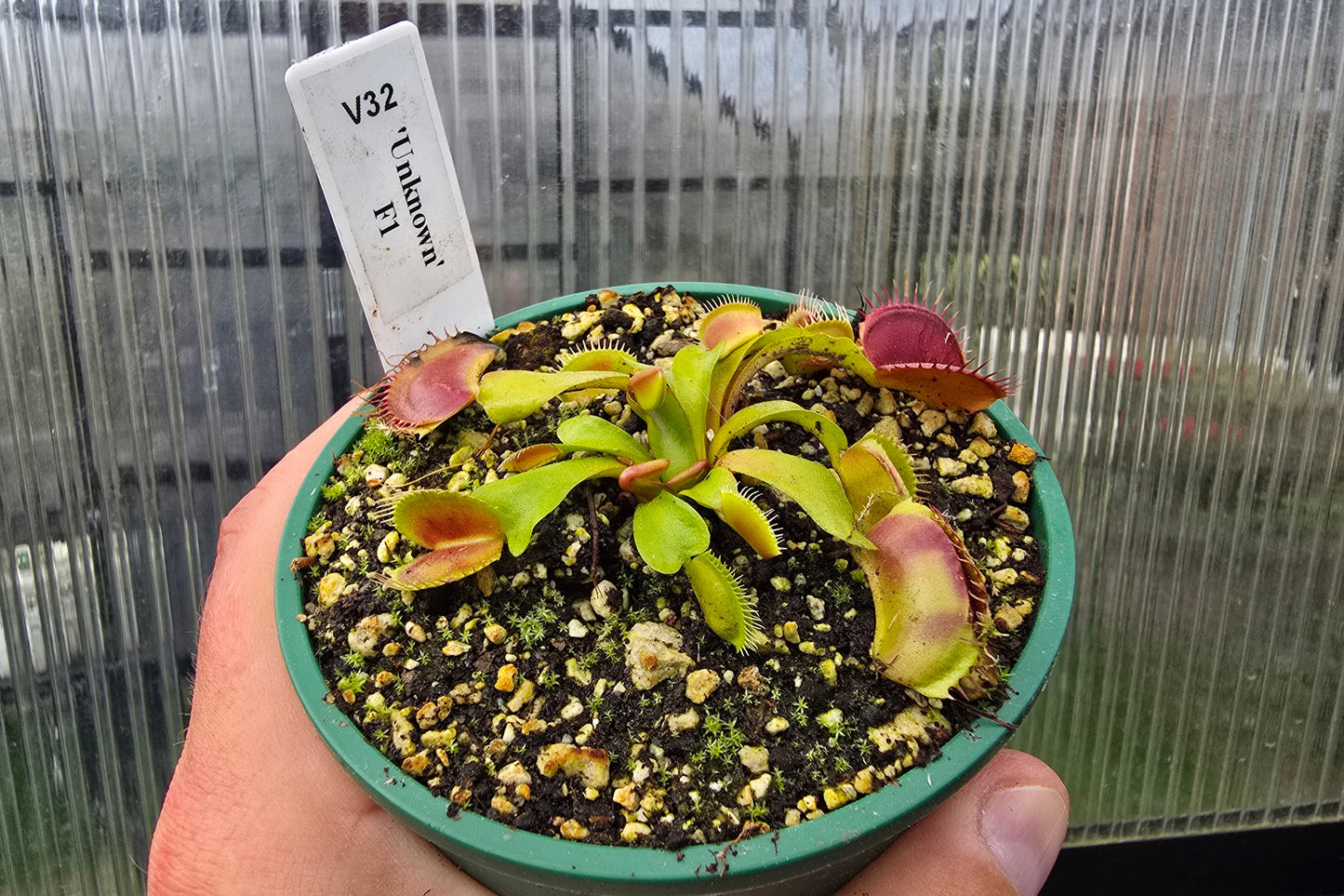 Dionaea muscipula 'Unkown' F1 - Venus Fly Trap