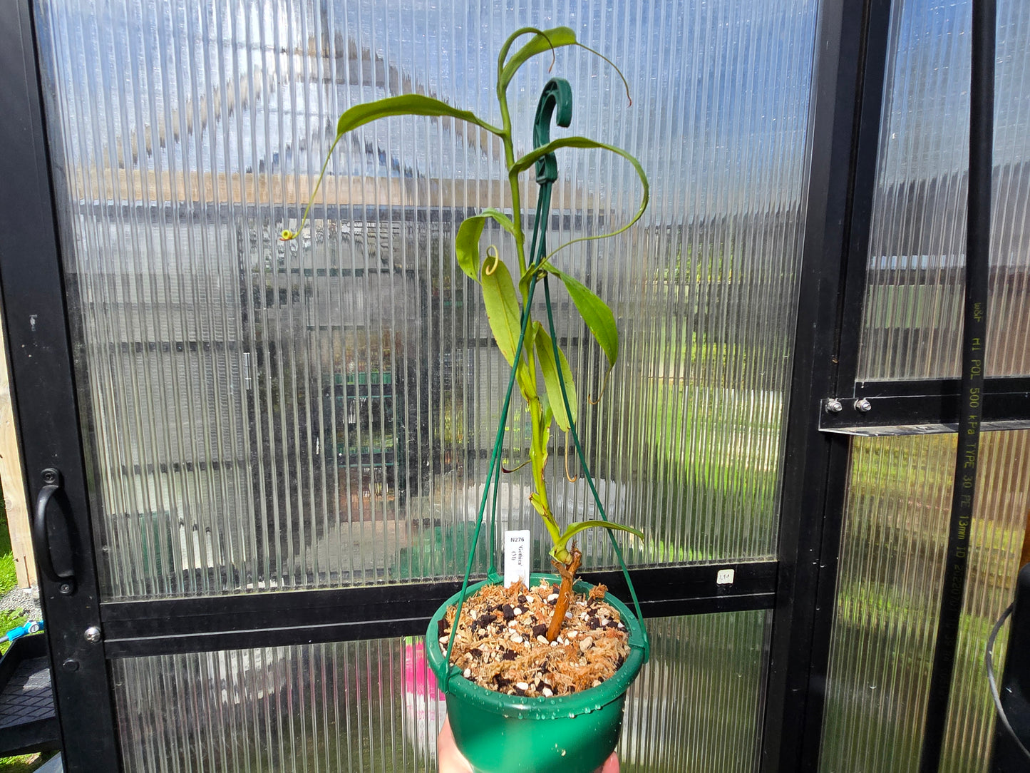 Nepenthes 'Gothica' (Male) - Intermediate Tropical Pitcher Plant