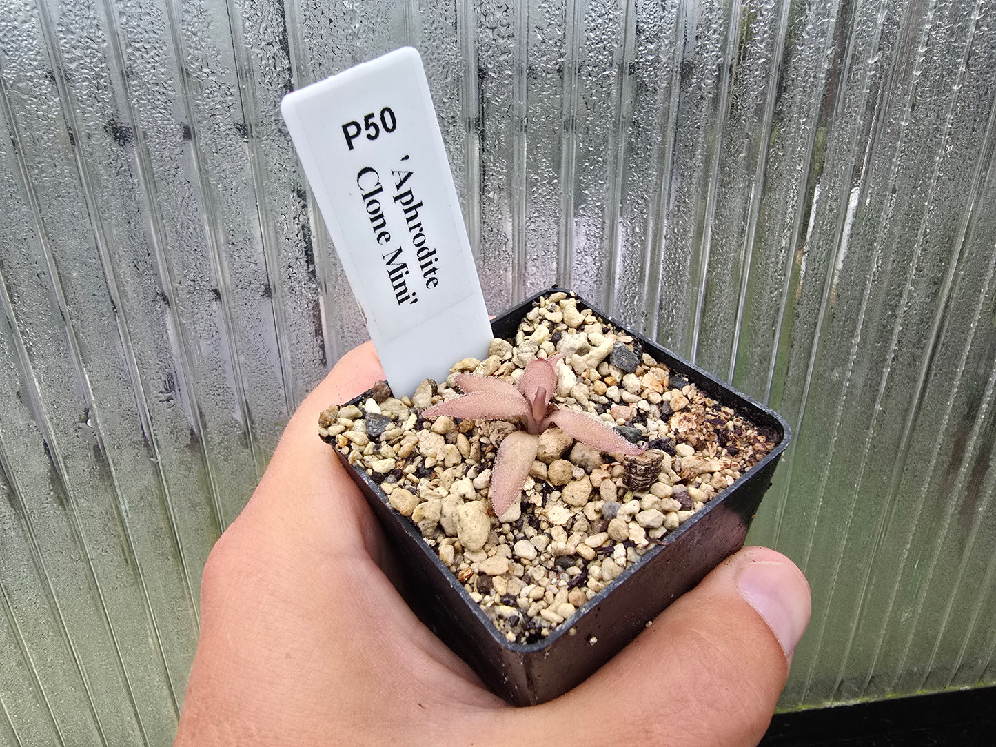 Pinguicula 'Aphrodite Clone Mini' - Mexican Butterwort