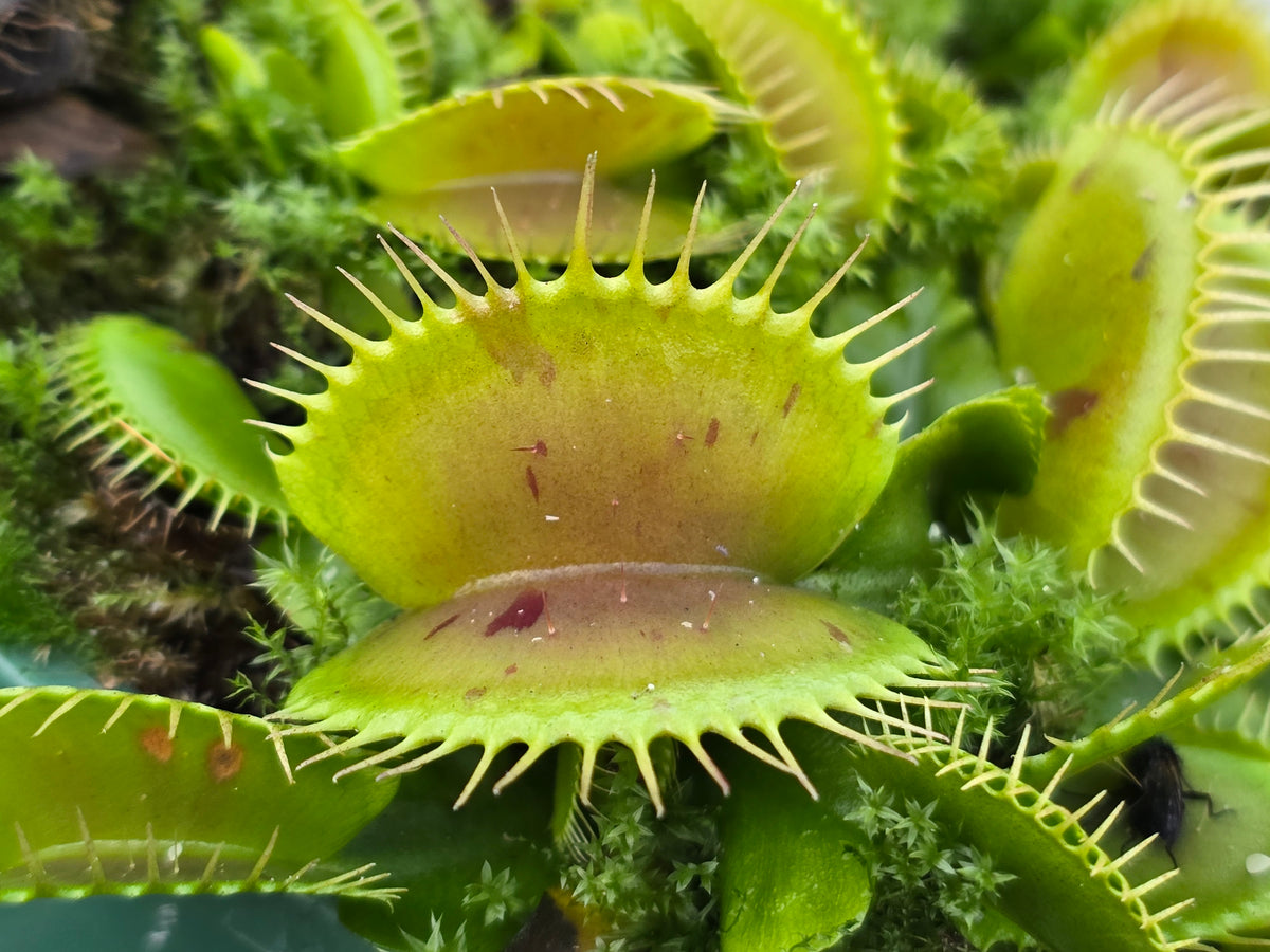 Dionaea muscipula 'Patches' - Venus Fly Trap