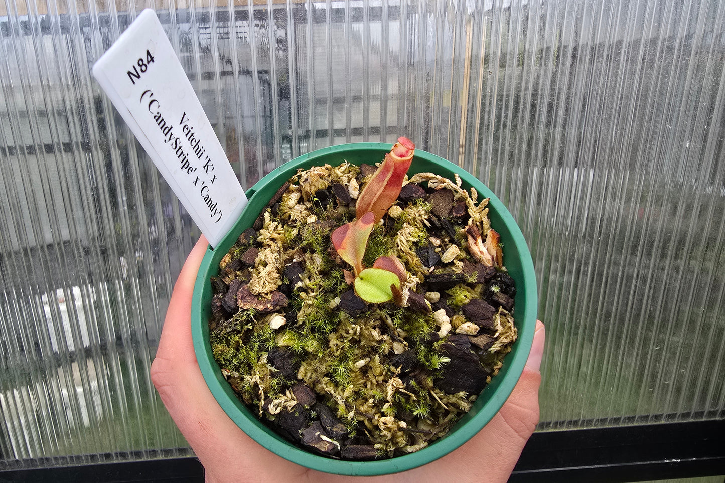 Nepenthes veitchii 'K' x ('CandyStripe' x 'Candy') - Intermediate Tropical Pitcher Plant